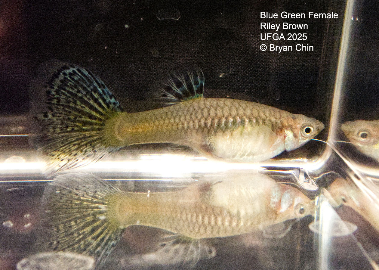 Guppy Female  Blue Green